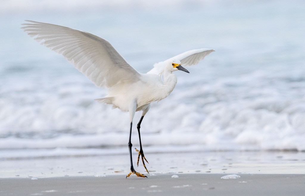 An egret spreads it's wing to prepare to fly on the waterline at the beach. White foaming surf in the background. Flagler Beach, Florida.